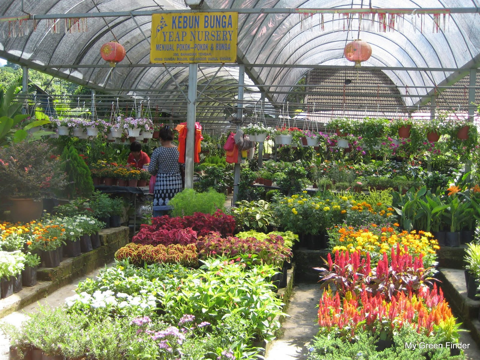 My Green Finder | Plant Vendors: Yeap Nursery