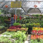 My Green Finder | Plant Vendors: Yeap Nursery