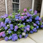 My Mom'S Hydrangea Bush Is Stunning This Year. She Is So Proud