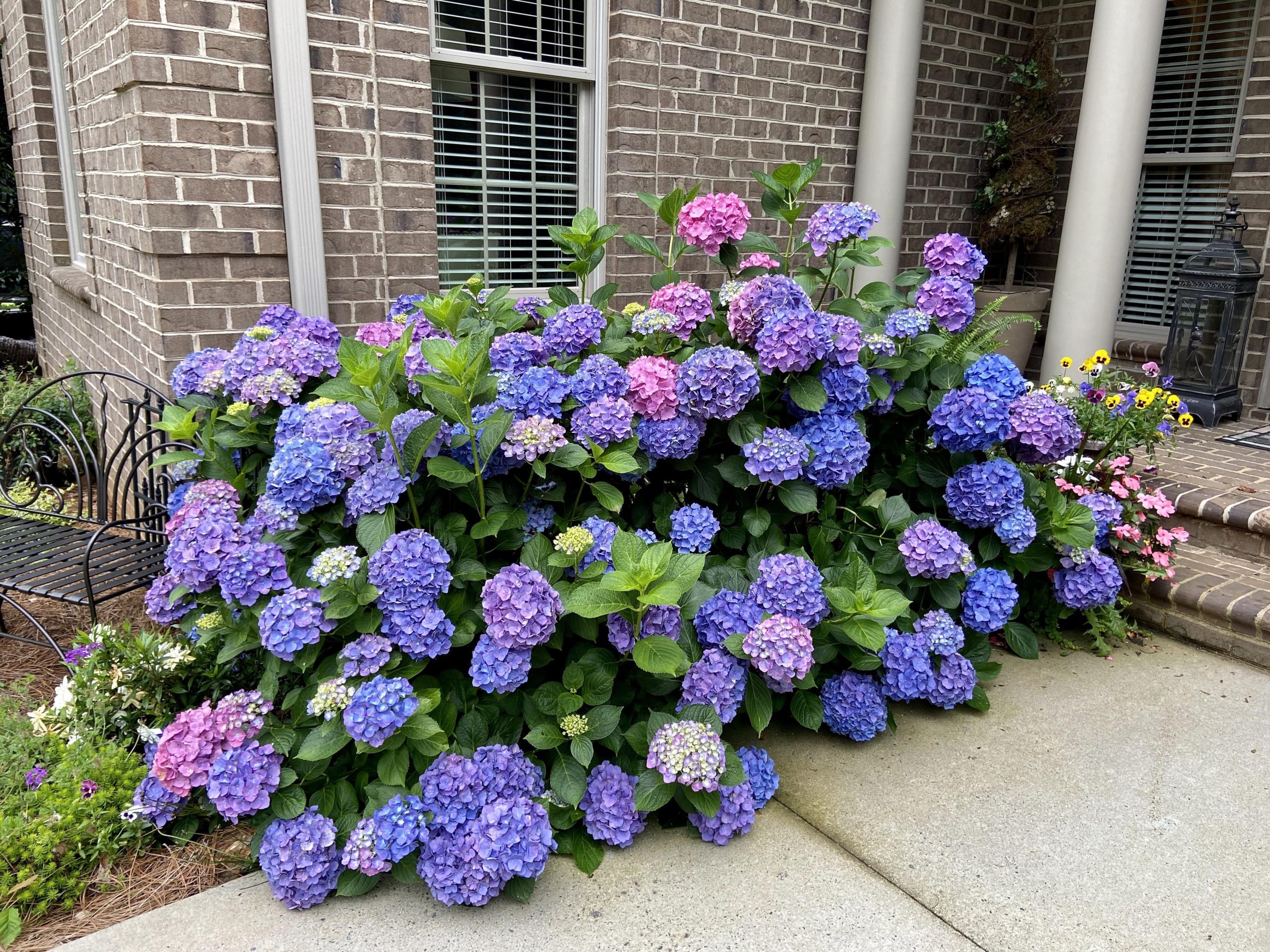 My Mom'S Hydrangea Bush Is Stunning This Year. She Is So Proud