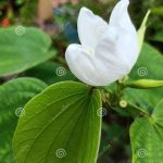 Nature Garden Flower Giloy Plant Stock Image – Image Of Giloy