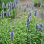 Nepeta 'Catmint' Plant Care & Growing Tips | Horticulture.co.uk