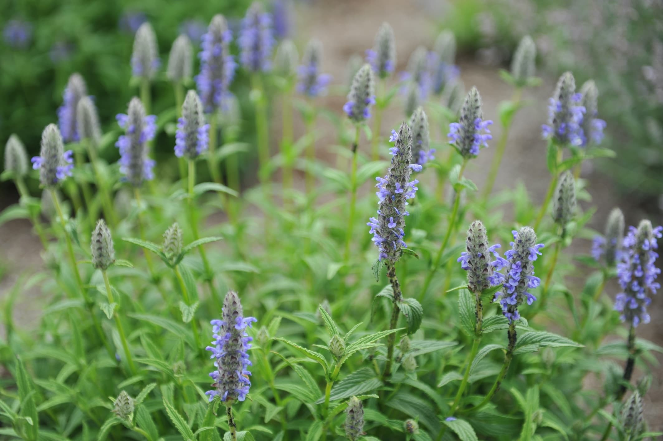 Nepeta 'Catmint' Plant Care & Growing Tips | Horticulture.co.uk