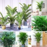 New Arrival Areca Palm Seeds Each Pack Contains 10 Indoor Plants Real  Bonsai Tree Live Air Water Plant Tillandsia Pokok Bunga Hidup Keladi Biji  Benih