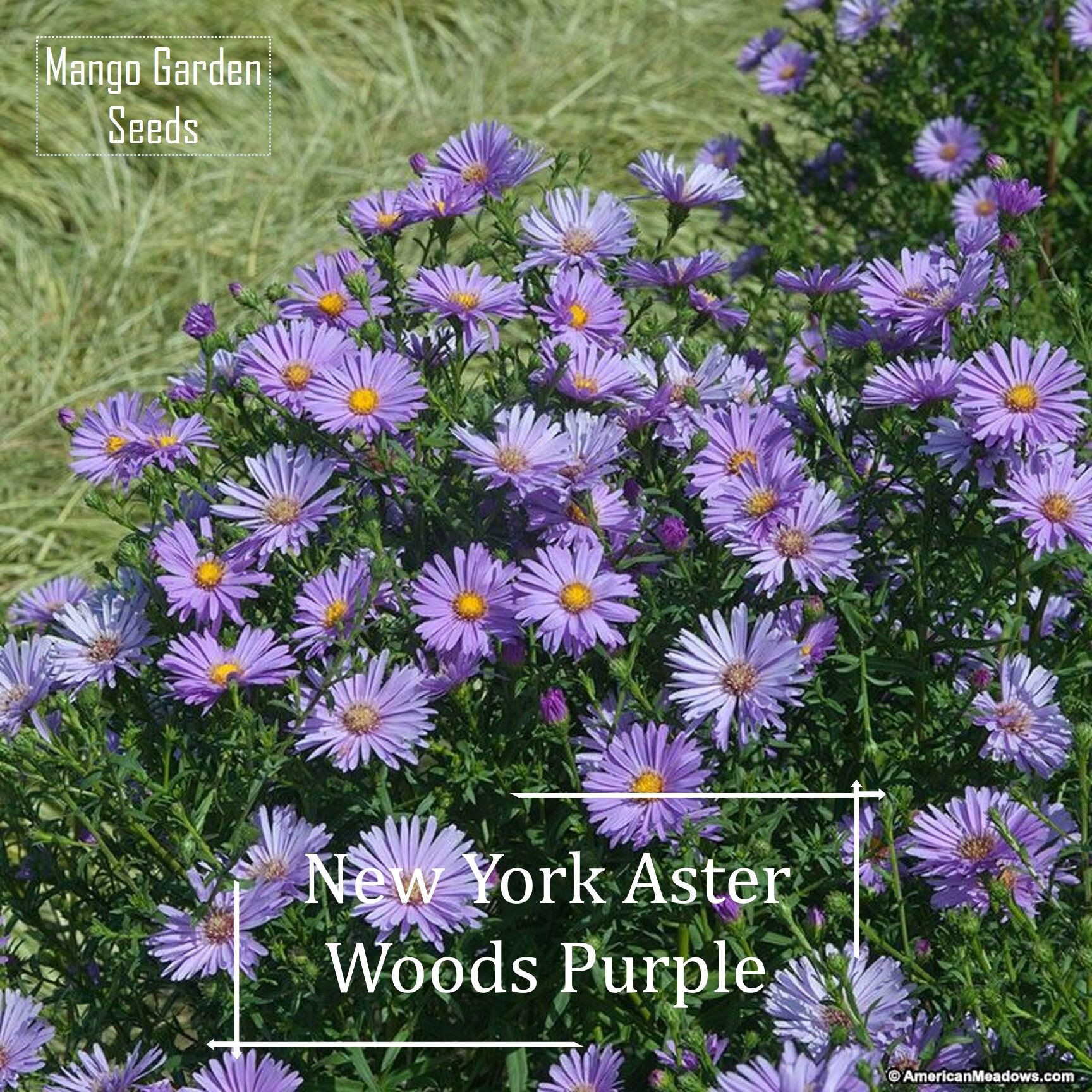 New York Aster Woods Purple Flower Seeds – 100 Seed *Pot Friendly