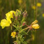 Oenothera Biennis – Wikipedia