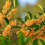 Osmanthus Flower Meaning And Symbolism – Petal Republic