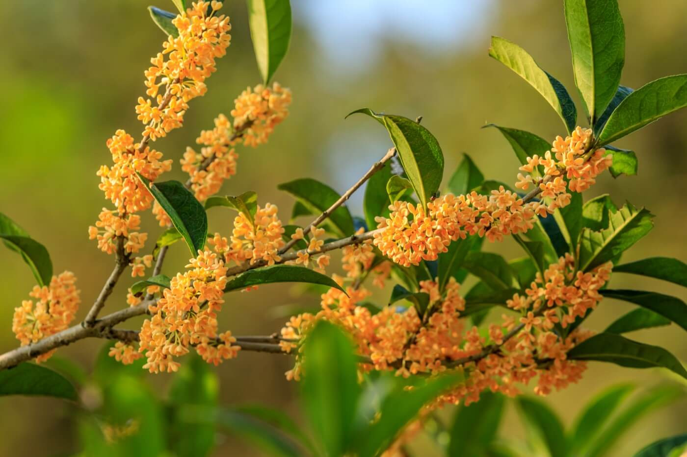 Osmanthus Flower Meaning And Symbolism - Petal Republic