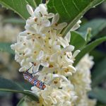 Osmanthus: Planting For Frangrance — From Lewis Ginter Botanical