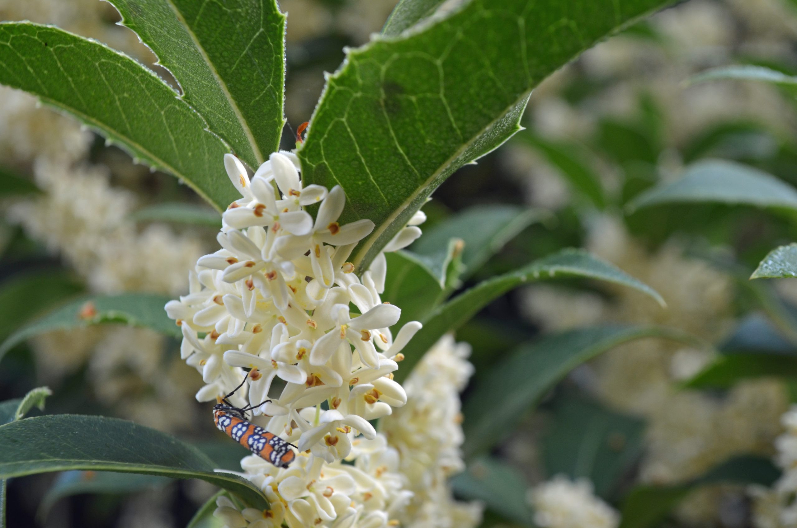 Osmanthus: Planting For Frangrance — From Lewis Ginter Botanical
