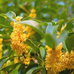 Osmanthus – Planting, Pruning, And Caring For Your Osmanthus