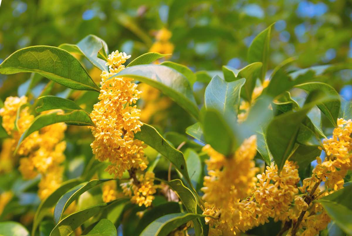 Osmanthus – Planting, Pruning, And Caring For Your Osmanthus