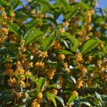 Osmanthus Tea Olive Care – Tips For Growing Osmanthus Plants
