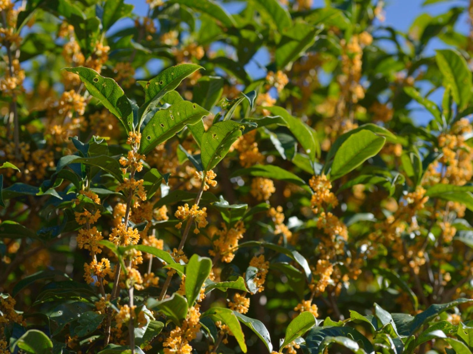 Osmanthus Tea Olive Care – Tips For Growing Osmanthus Plants