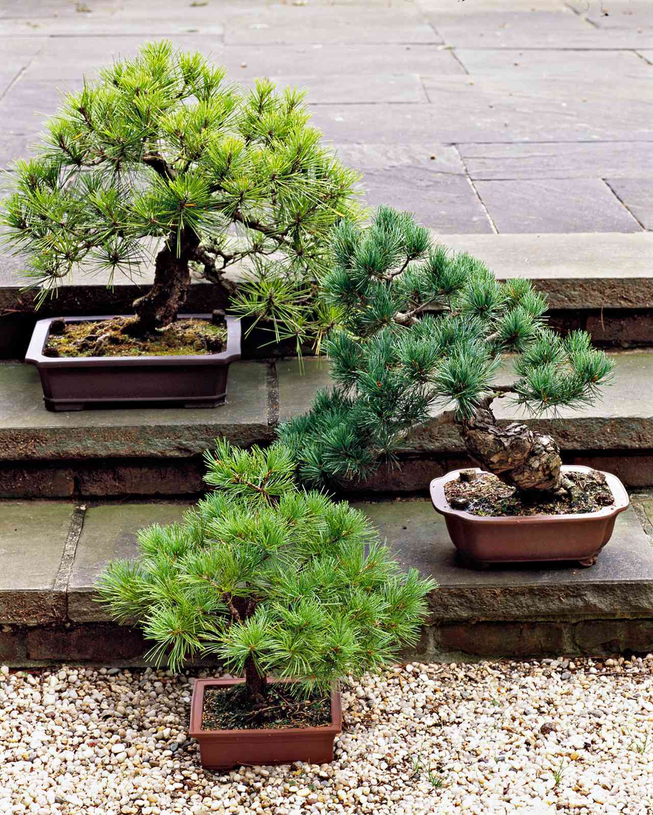 Our 3 Step Guide To Bonsai Gardening And Keeping Your Plant Alive
