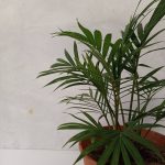 Paling Horticulture – Buy Bamboo Plant Online