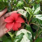 Paling Horticulture Sdn Bhd] Hibiscus Variegated | Pokok Bunga