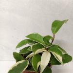 Paling Horticulture Sdn Bhd] Real Live Plant – Hoya Carnosa