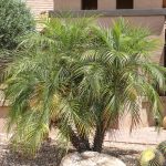 Palm – Pygmy Date | Elgin Nursery & Tree Farm: Phoenix, Az