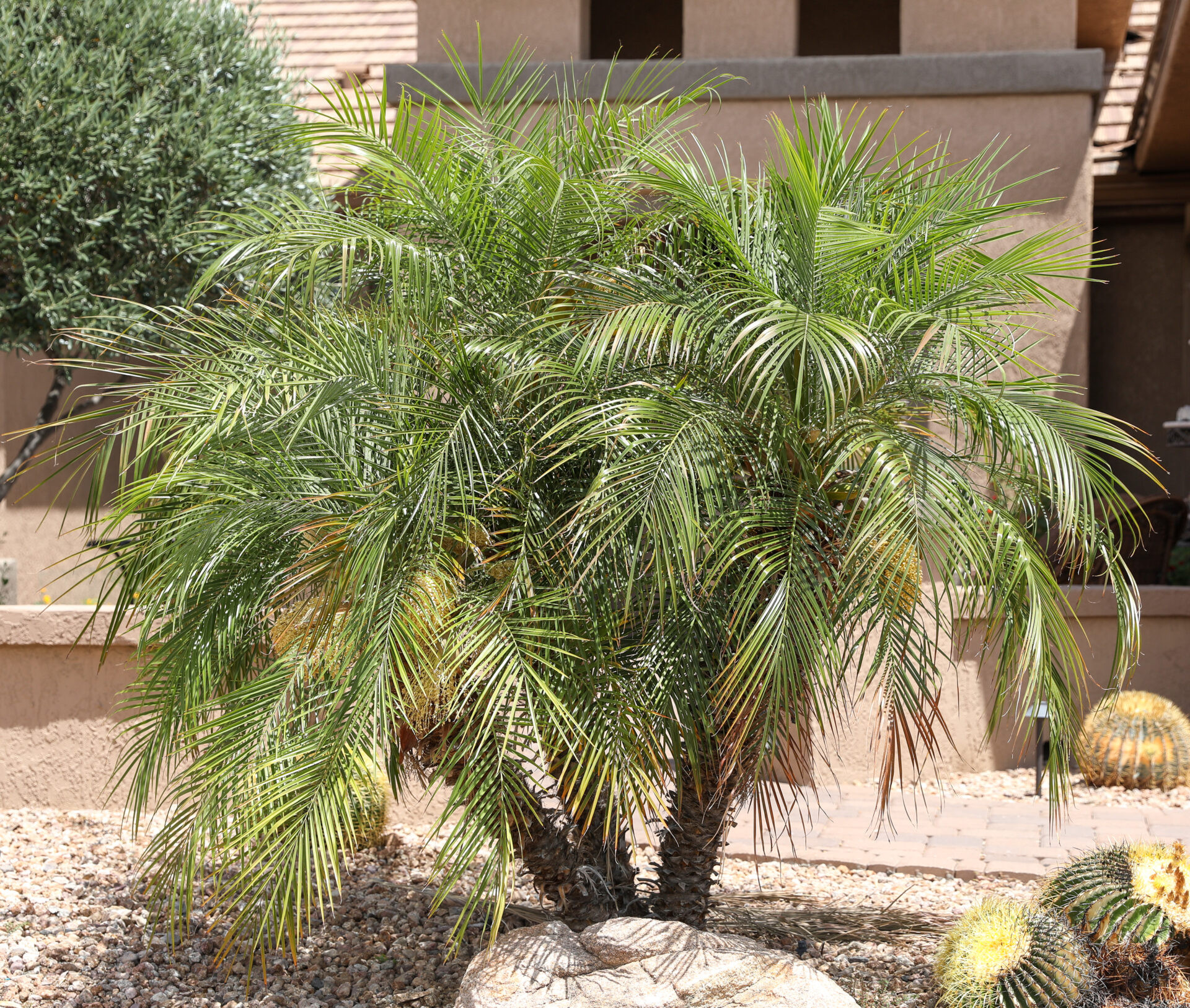 Palm – Pygmy Date | Elgin Nursery & Tree Farm: Phoenix, Az