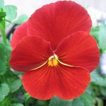 Pansy | Description, Flower, Species, & Facts | Britannica