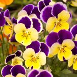 Pansy | Description, Flower, Species, & Facts | Britannica