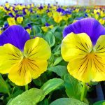 Pansy Flower Growing Guides, Tips, And Information | Gardener'S Path