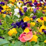 Pansy Plants – Information On Growing Pansies