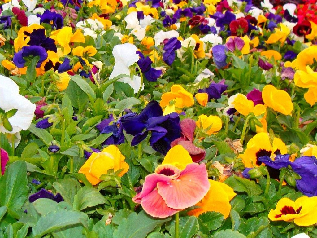 Pansy Plants - Information On Growing Pansies