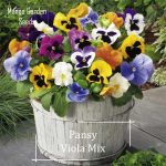 Pansy Viola Flower Mix Seeds - 50 Seed *Pot Friendly* Tanam Pasu, Biji  Benih Bunga Pansy, Warna Campur - Mango Garden