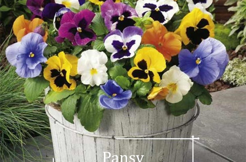  Pansy Plant