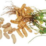 Peanut | Plant | Britannica