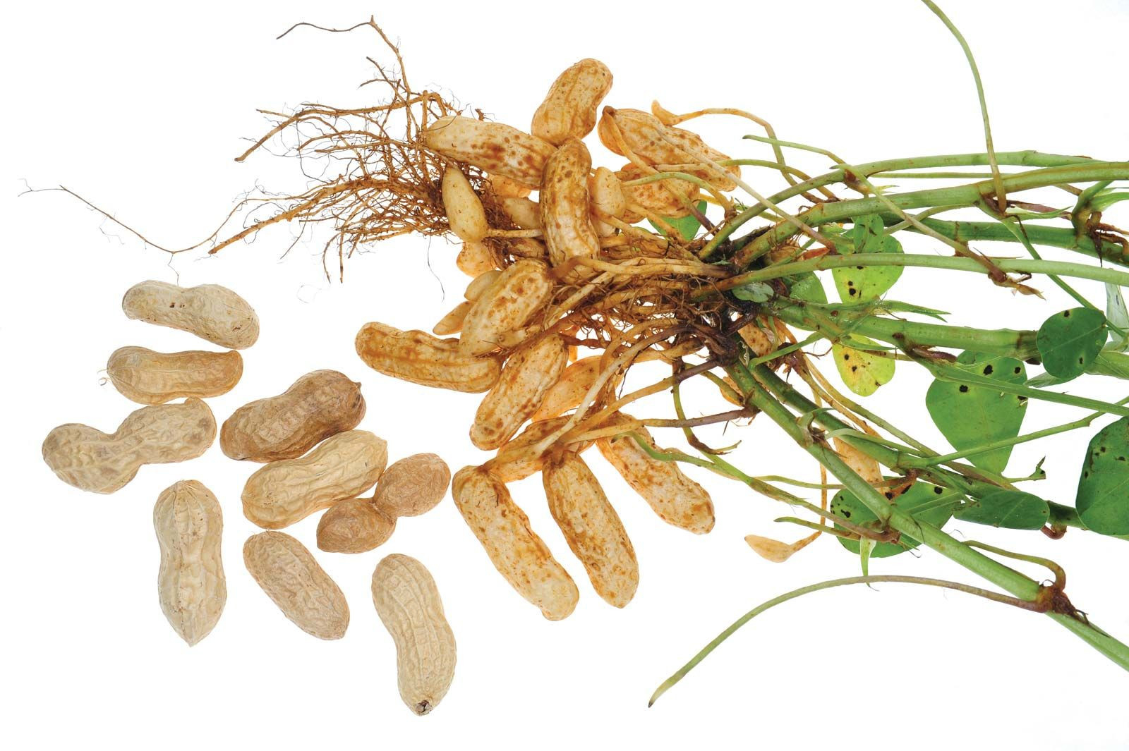 Peanut | Plant | Britannica