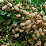 Peanuts: Plant Care & Growing Guide