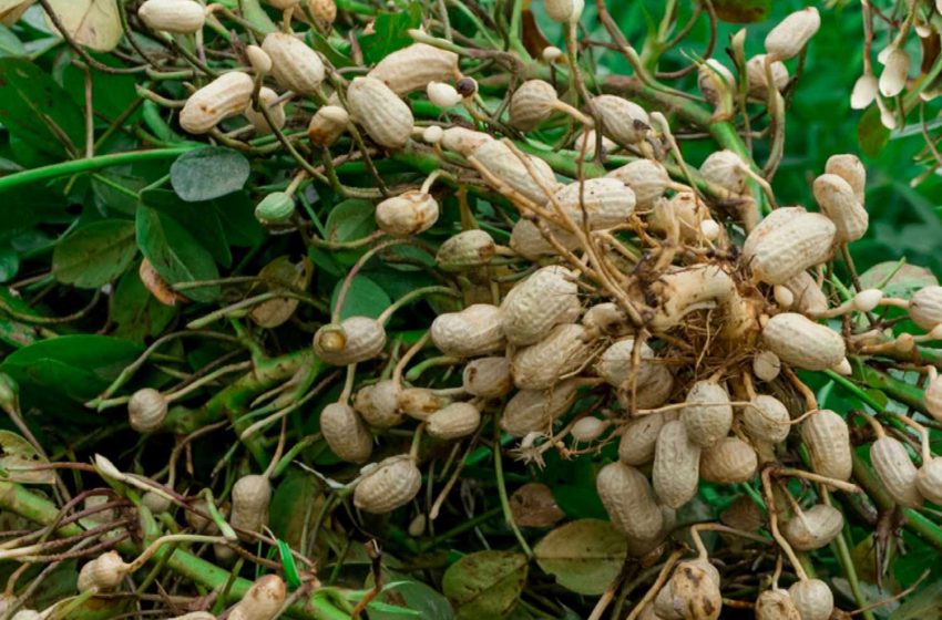  Peanut Plant