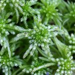 Peat Moss | Description, Uses, Bog, & Facts | Britannica