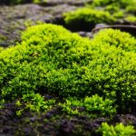 Peat Moss Vs. Sphagnum Moss: Are They The Same? – Plants Spark Joy