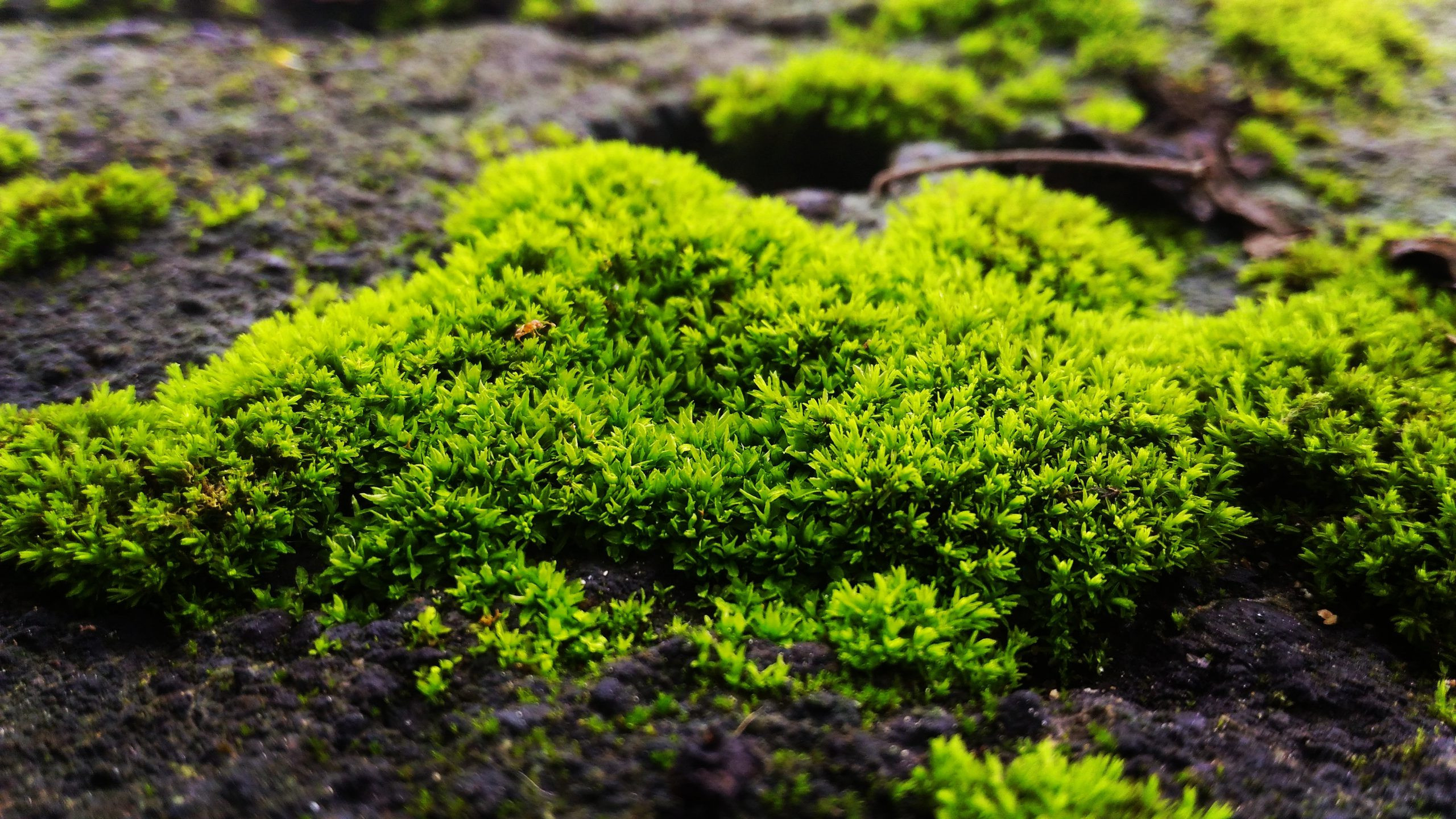 Peat Moss Vs. Sphagnum Moss: Are They The Same? - Plants Spark Joy
