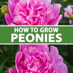 Peonies: How To Grow & Care For This Classic Perennial