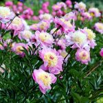 Peonies: Planting, Growing, And Caring For Peony Flowers | The Old