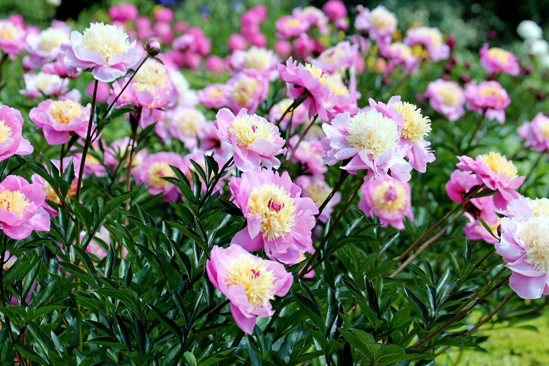 Peonies: Planting, Growing, And Caring For Peony Flowers | The Old