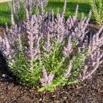 Perovskia – Planting, Pruning And Advice On Caring For It