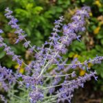 Perovskia – Planting, Pruning And Advice On Caring For It