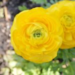 Persian Buttercup Propagation – Growing Persian Buttercup Seeds