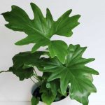 Philodendron Bipinnatifidum Care – Best Plant Guide