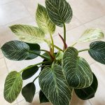 Philodendron Birkin: 7 Expert Tips For A Thriving Plant