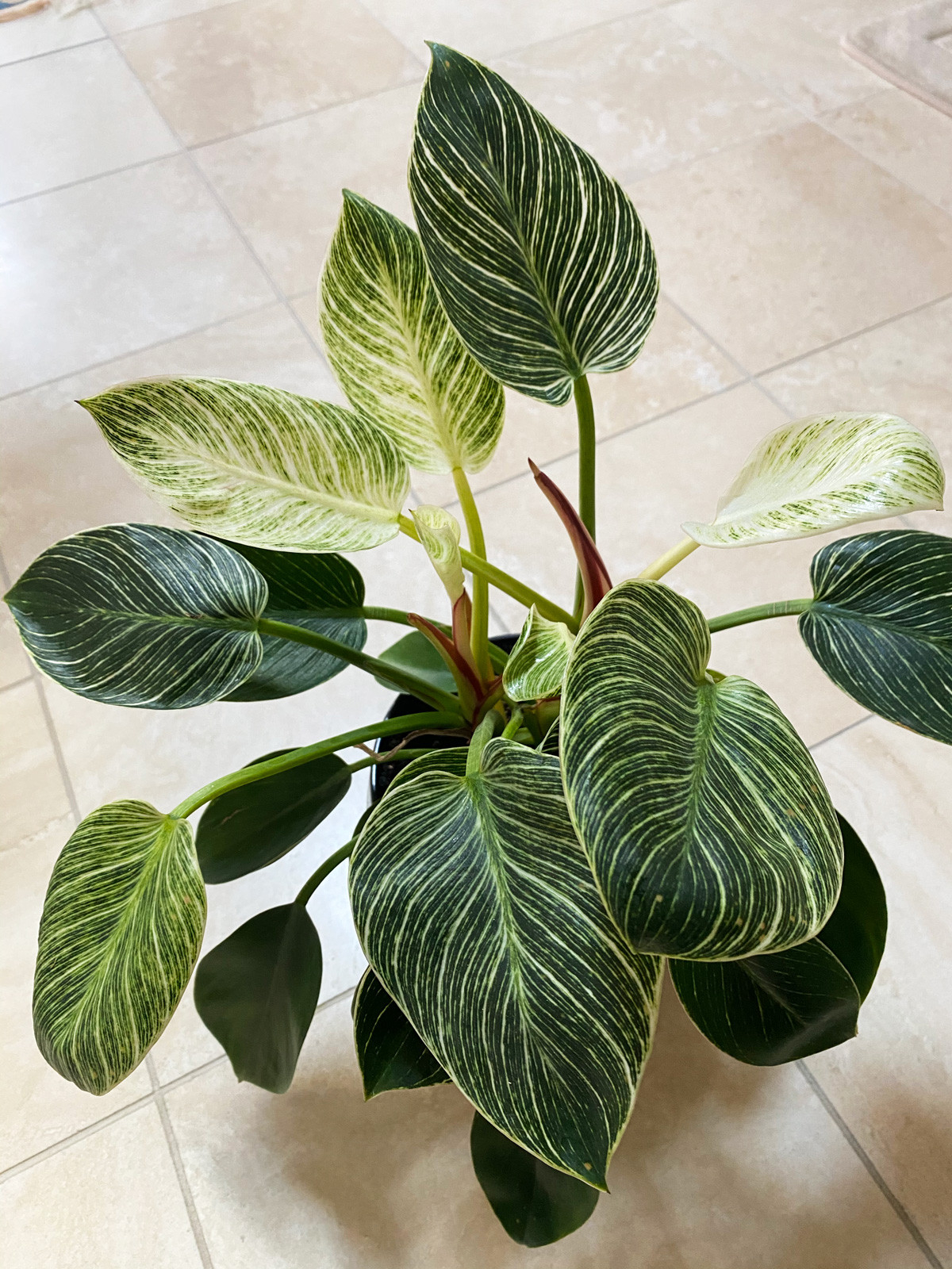 Philodendron Birkin: 7 Expert Tips For A Thriving Plant