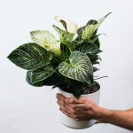 Philodendron Birkin Care Guide | Fiddle & Thorn