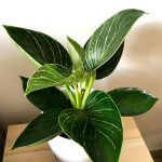 Philodendron Birkin Real Live Indoor Plant With White Pot Ready