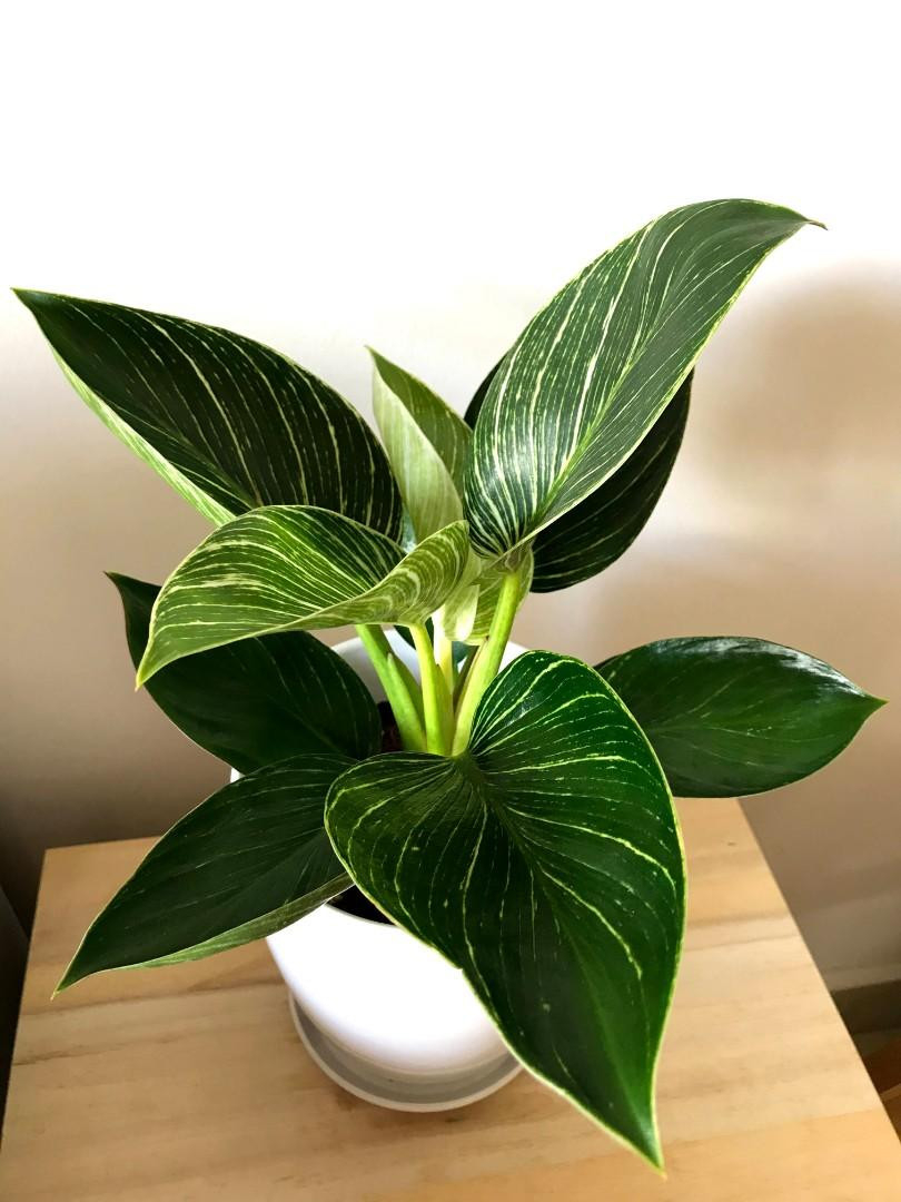 Philodendron Birkin Real Live Indoor Plant With White Pot Ready